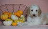 Standard Sheepadoodle For Sale Baltic, OH Male- Frankie