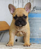 AKC Registered French Bulldog For Sale Millersburg, OH Female- Hope