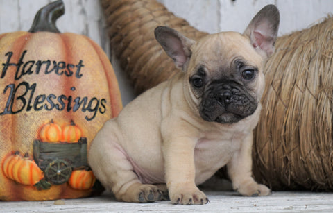 French Bulldog Mix Puppy For Sale Millersburg, OH Female - Tiny