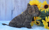 AKC Registered Cairn Terrier For Sale Millersburg, OH Male- Winston