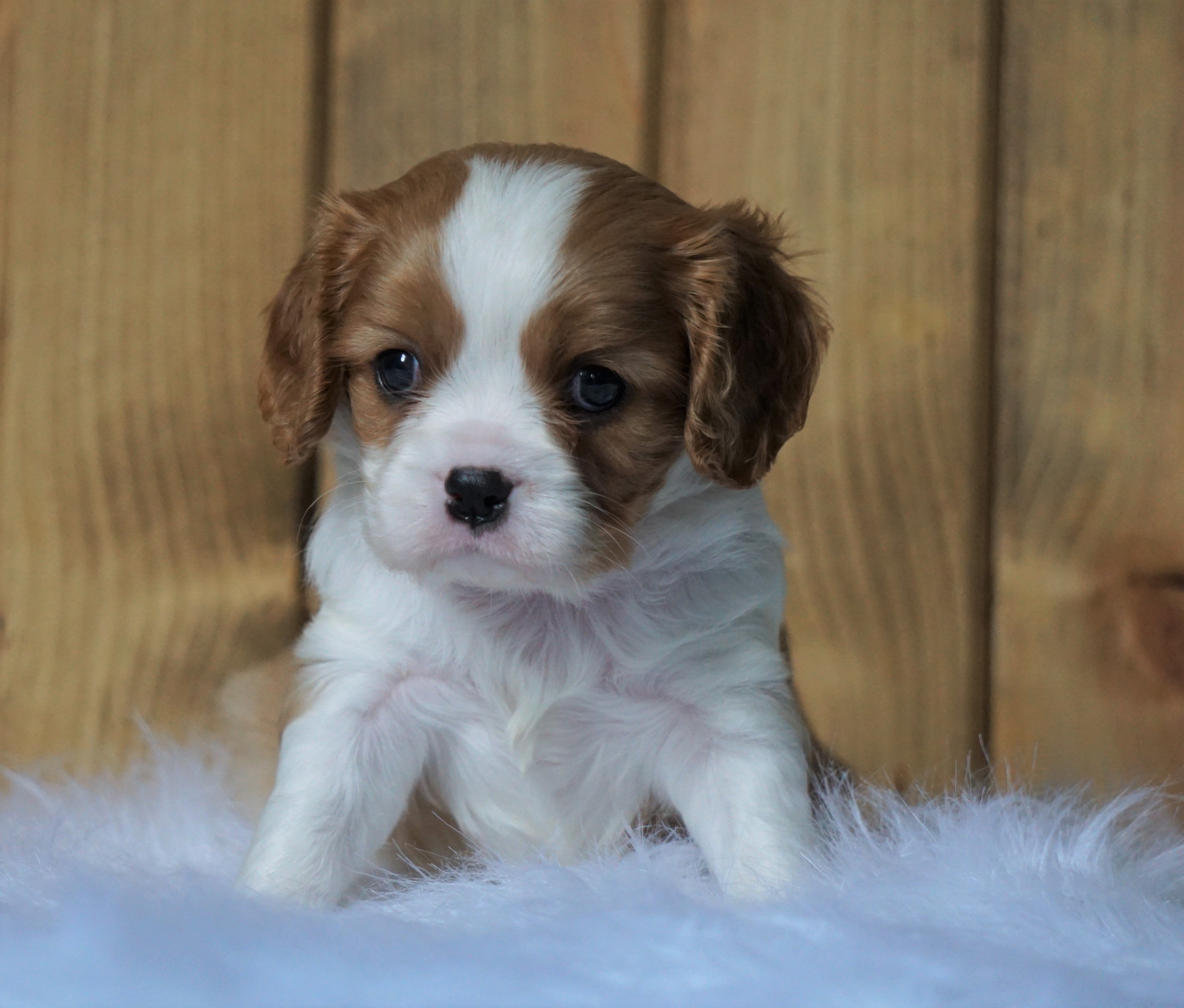 AKC Registered Cavalier King Charles Spaniel For Sale Fredericksburg, – AC Puppies LLC