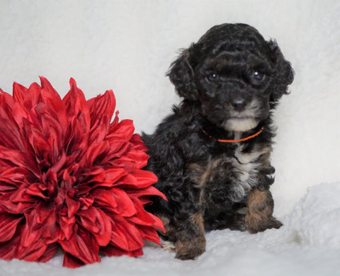 F1B Micro Mini Goldendoodle For Sale Fredericksburg, OH Female- Abigail