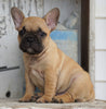 AKC Registered French Bulldog For Sale Millersburg, OH Female- Hope