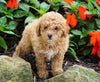 ACA Registered Toy Poodle For Sale Millersburg, OH Female- Missy