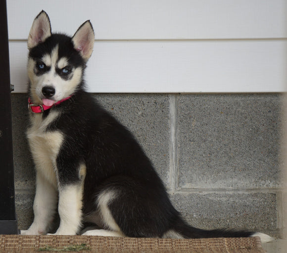 ACA Registered Siberian Husky For Sale Millersburg, OH Female- Lily