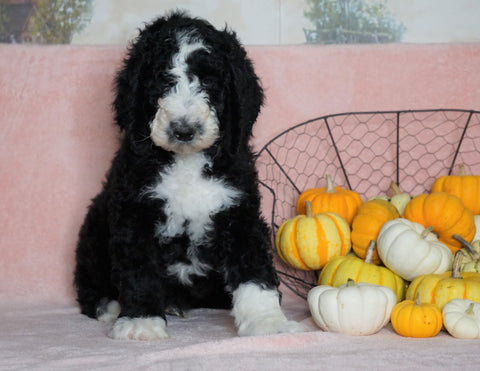 Standard Sheepadoodle For Sale Baltic, OH Male- Frisky