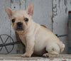AKC Registered French Bulldog For Sale Millersburg, OH Female- Molly