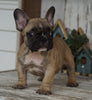 AKC Registered French Bulldog For Sale Millersburg, OH Male- Peter
