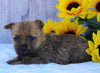 AKC Registered Cairn Terrier For Sale Millersburg, OH Male- Oreo