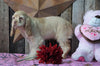 AKC Registered Cocker Spaniel For Sale Wooster, OH Male- King