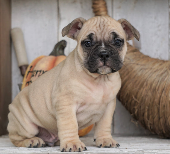 French Bulldog Mix Puppy For Sale Millersburg, OH Male - Max