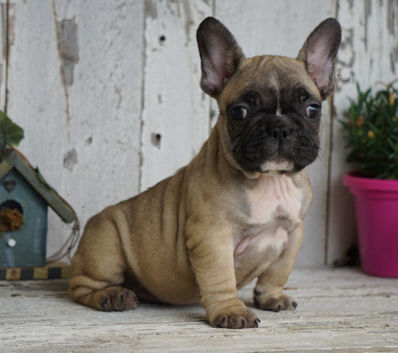 AKC Registered French Bulldog For Sale Millersburg, OH Male- Peter