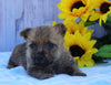 AKC Registered Cairn Terrier For Sale Millersburg, OH Male- Oreo