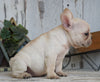 AKC Registered French Bulldog For Sale Millersburg, OH Female- Molly