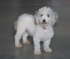 Toy Poodle For Sale Fredericksburg, OH Male- Brady