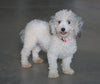 Toy Poodle For Sale Fredericksburg, OH Female- Bristol