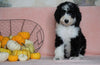 Standard Sheepadoodle For Sale Baltic, OH Female- Missy