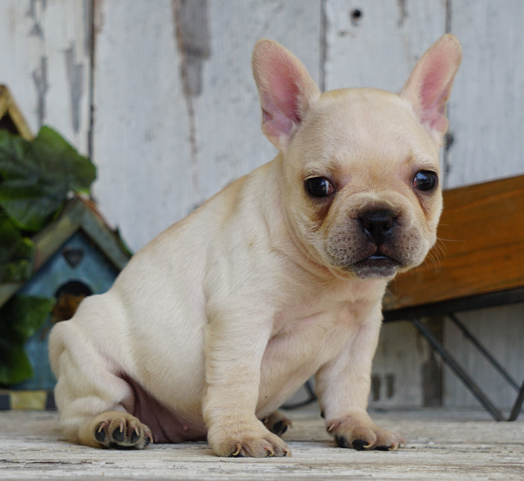 AKC Registered French Bulldog For Sale Millersburg, OH Female- Molly ...