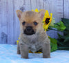 AKC Registered Cairn Terrier For Sale Millersburg, OH Male- Roscoe