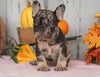 AKC Registered French Bulldog For Sale Millersburg, OH Male- Rocky