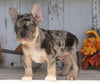 AKC Registered French Bulldog For Sale Millersburg, OH Male- Dallas