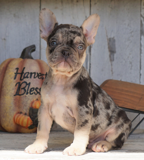 AKC Registered French Bulldog For Sale Millersburg, OH Male- Dallas
