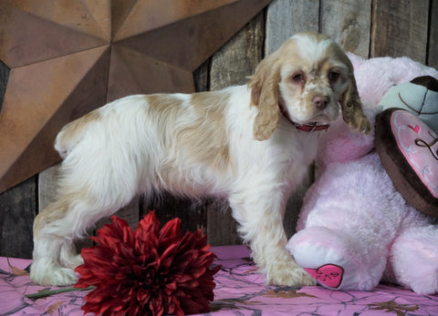 AKC Registered Cocker Spaniel For Sale Wooster, OH Female- Goldie