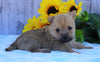 AKC Registered Cairn Terrier For Sale Millersburg, OH Female- Chloe