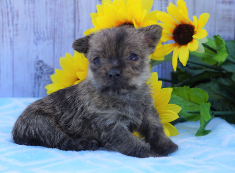 AKC Registered Cairn Terrier For Sale Millersburg, OH Female- Twlight
