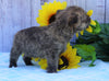 AKC Registered Cairn Terrier For Sale Millersburg, OH Female- Twlight