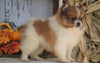 ACA Registered Pomeranian For Sale Millersburg, OH Male- Target