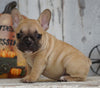 AKC Registered French Bulldog For Sale Millersburg, OH Female- Lucy