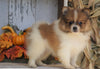 ACA Registered Pomeranian For Sale Millersburg, OH Male- Target
