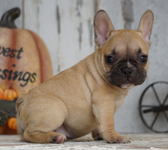 AKC Registered French Bulldog For Sale Millersburg, OH Female- Lucy
