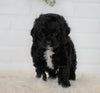 Cockapoo For Sale Dundee, OH Male- Corbin