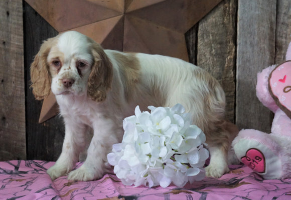 AKC Registered Cocker Spaniel For Sale Wooster, OH Female- Gloria
