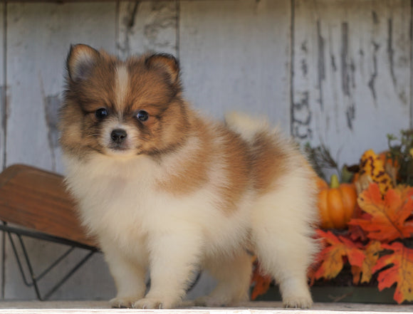 ACA Registered Pomeranian For Sale Millersburg, OH Male- Target