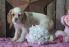 AKC Registered Cocker Spaniel For Sale Wooster, OH Female- Gloria