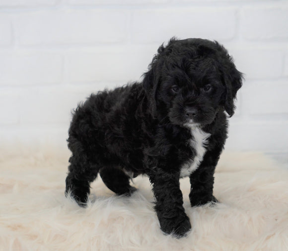 Cockapoo For Sale Dundee, OH Male- Corbin