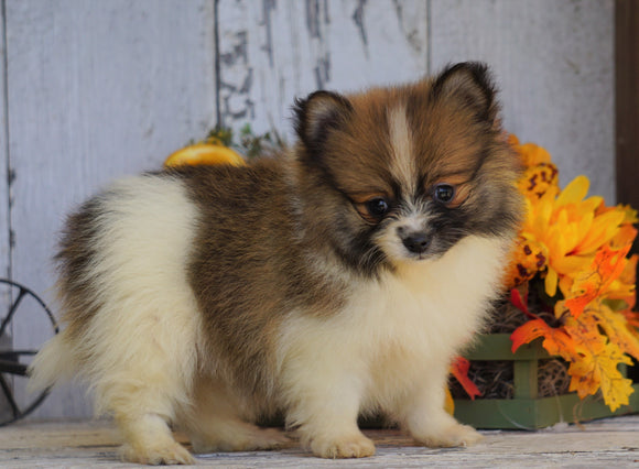 ACA Registered Pomaranian For Sale Millersburg, OH Female- Sally
