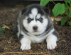 AKC Registered Siberian Husky For Sale Millersburg, OH Female- Avery