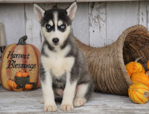 AKC Registered Siberian Husky For Sale Millersburg, OH Female - Linda