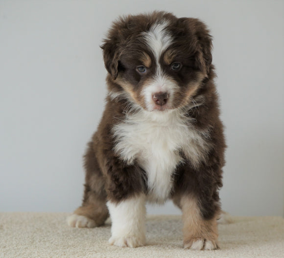 Mini Australian Shepherd For Sale Loudenville, OH Female- Julie