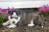 AKC Registered Siberian Husky For Sale Millersburg, OH Female- Avery