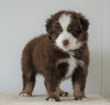 Mini Australian Shepherd For Sale Loudenville, OH Male- Brady