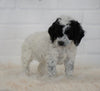 Cockapoo For Sale Dundee, OH Female- Addy