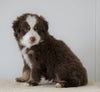 Mini Australian Shepherd For Sale Loudenville, OH Male- Brady