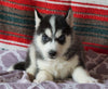 Siberian Husky For Sale Fredericksburg, OH Male- Samson