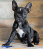 ICA Registered Frenchton For Sale Mansfield, OH Female - Dolly
