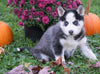 AKC Registered Siberian Husky For Sale Millersburg, OH Female - Kiana